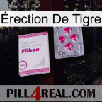 Érection De Tigre 32